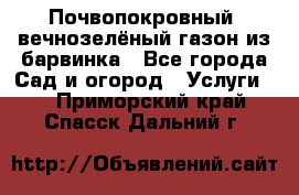 Почвопокровный, вечнозелёный газон из барвинка - Все города Сад и огород » Услуги   . Приморский край,Спасск-Дальний г.
